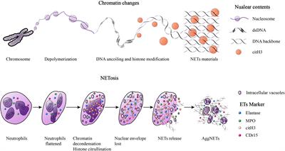 Extracellular traps and the role in thrombosis